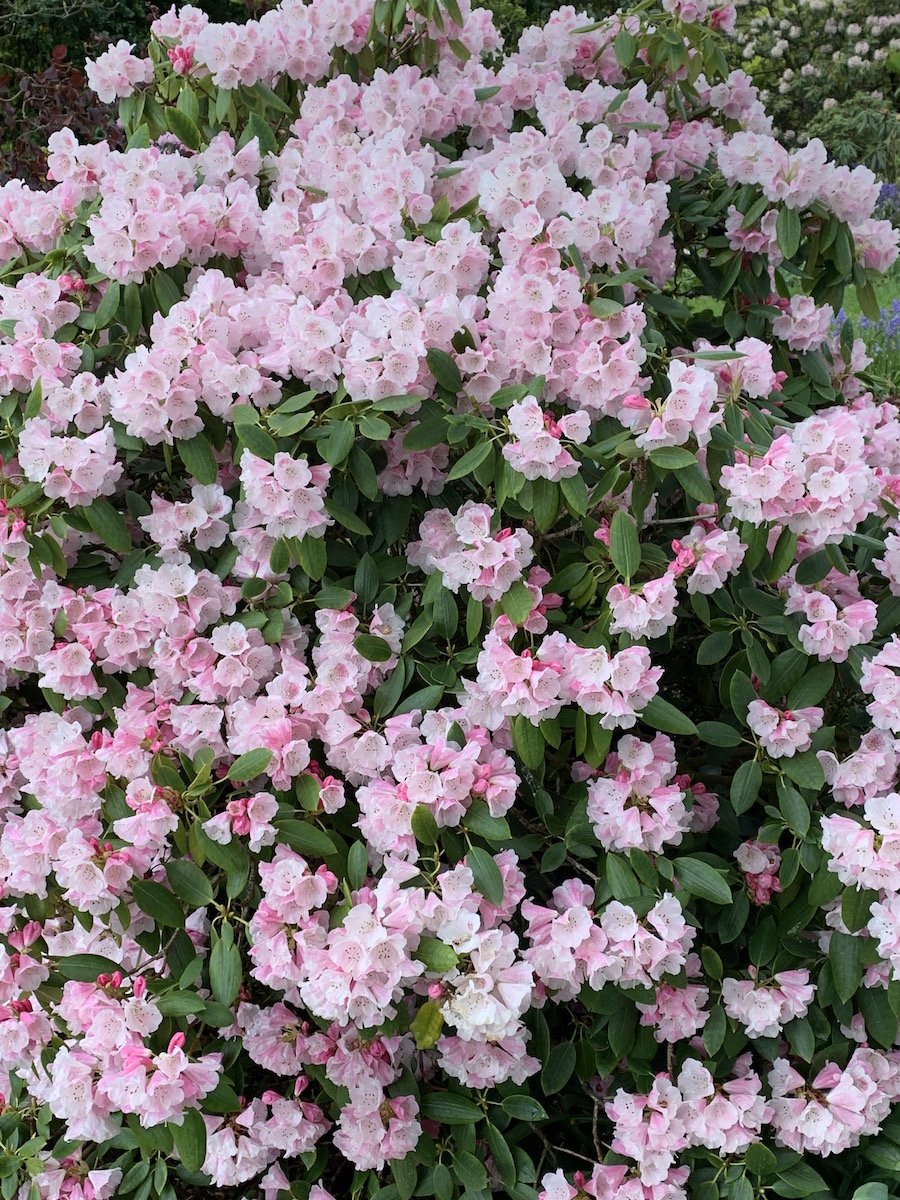 R. anwheiense